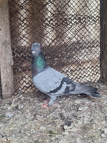 сколько стоит собака бу: Kəməri göy erkək satılır — 3