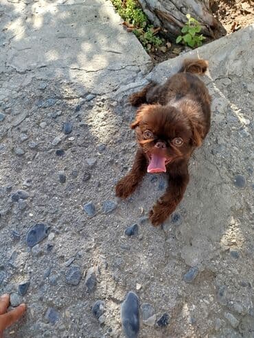 pekines balaları: Pekines, 6 ay, Erkek — 5