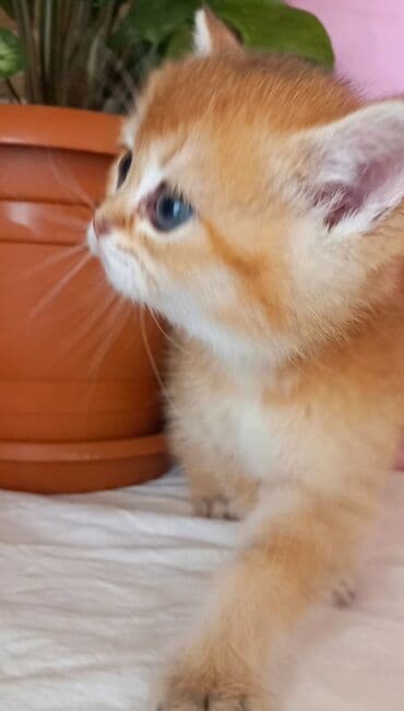 pişik tasma: Britan, Dişi, Yaxşı əllərə, Ünvandan götürmə — 2