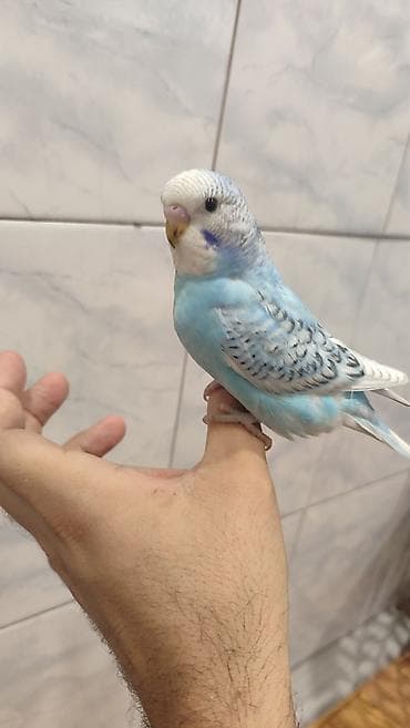 tutuquşu danışan: Məhsul: Dalmatin/seyirçi rəng çalarlarında səmavi-mavi dalğalı — 2