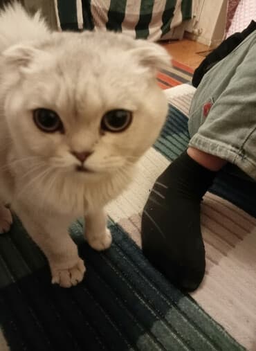 Şotland, Yaxşı əllərə