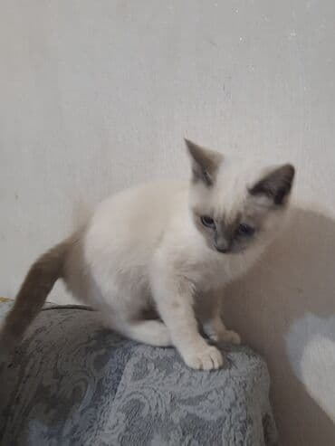 где можно купить собаку в баку: В добрые руки — 3