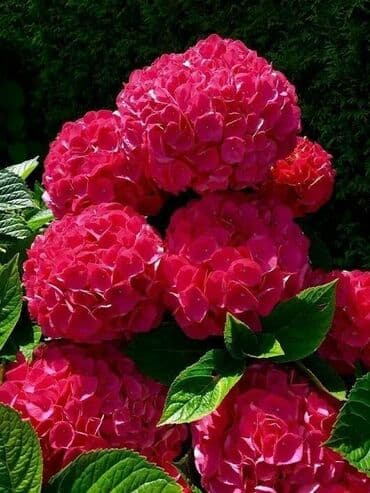 bonsai ağacı haqqında məlumat: Hər növ dekorativ ağac və güllərin satışı 🔵Sifarişlərini çatdırılması — 20
