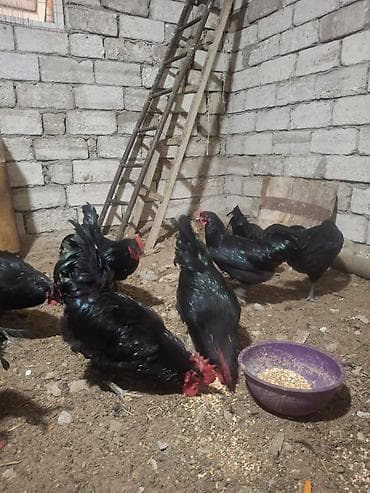 Куры: Курица, Для разведения — 5