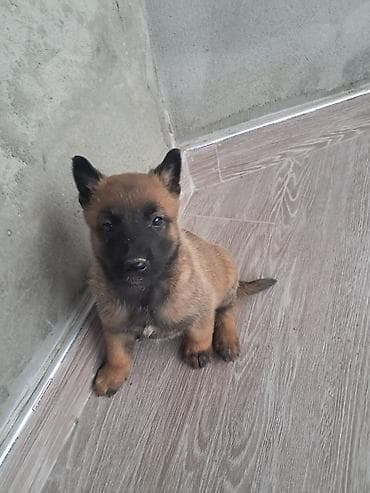 cane corso qiyməti: Belçika çoban iti, 1 ay, Erkek, Peyvəndli, Ünvandan götürmə, Pulsuz çatdırılma — 9