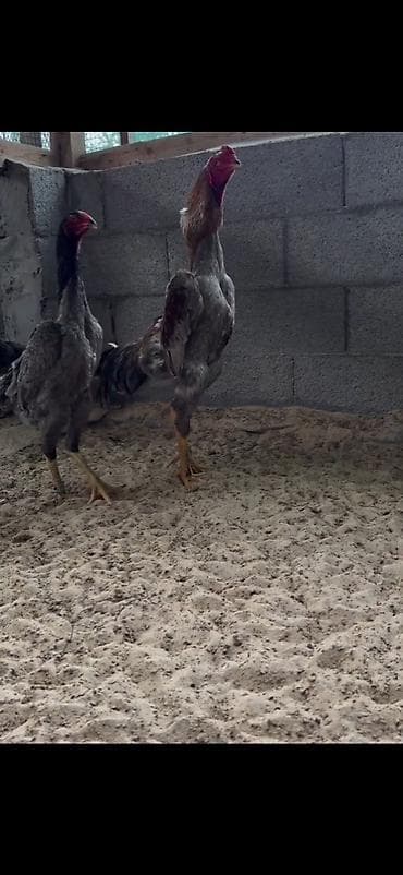 cucə və xoruz təmsil: 2 eded ymurta veren toyuq bir eded dotusen xoruz cemi 100 azn — 1