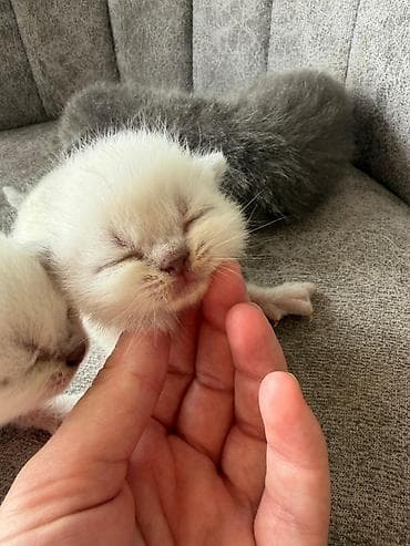 bal arısı: Şotland yastı qulaq — 3