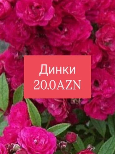 gobelek toxumu satilir: Мелкая роза Динки — 1