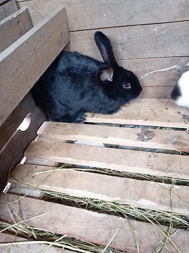 Doşan satışı sort doşan satışı 3 alıq lalafo.az -da Doşan satışı sort doşan satışı 3 alıq