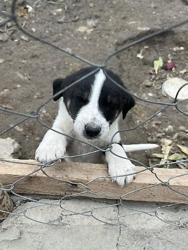 pitbul ıt: 2 ay, Erkek — 4