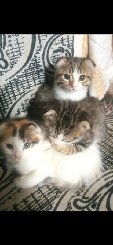 pişik daşıma: Yaxşı əllərə — 3