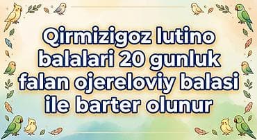 Qirmizigoz lutino quslari ajerella qusu ile barter olunur satan varsa lalafo.az -da Qirmizigoz lutino quslari ajerella qusu ile barter olunur satan varsa