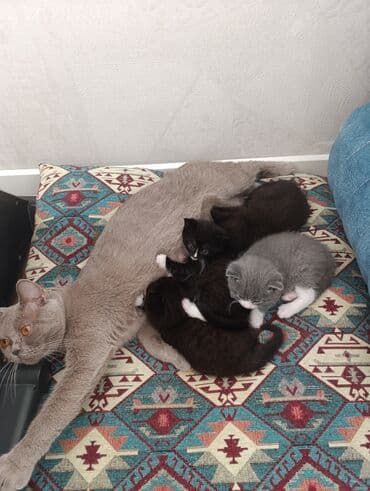 котята породистые купить: Британская, В добрые руки — 1