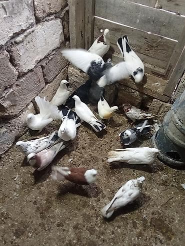 sultan quşu: Tutulma heyvanlardi isteyen maraqlana biler — 3