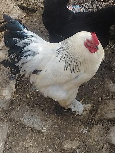 Təsvir: - Cins: Ağ rəngli, qara ləkəli quyruq və boyun tükləri olan