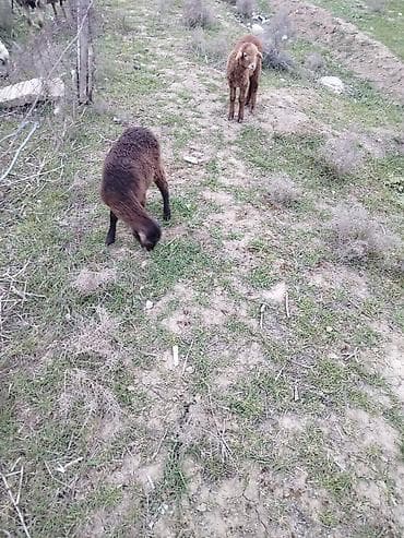 quru corek: Qoyun quzuları – yerli cins - Şəkillərdə iki baş quzu görünür: biri — 1