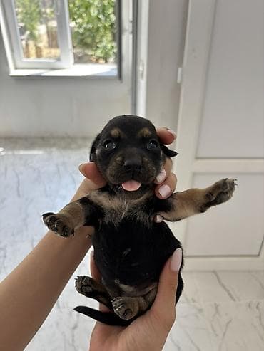 zvanok iti satışı: Koker spaniel taksa qarisigi 23 gunluk baladirlar — 4