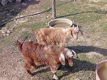 saanen keçileri: İki dənə erkek çəpiş 2 ay yarım südd içən heyvandılar ot arpa yeyillər — 2