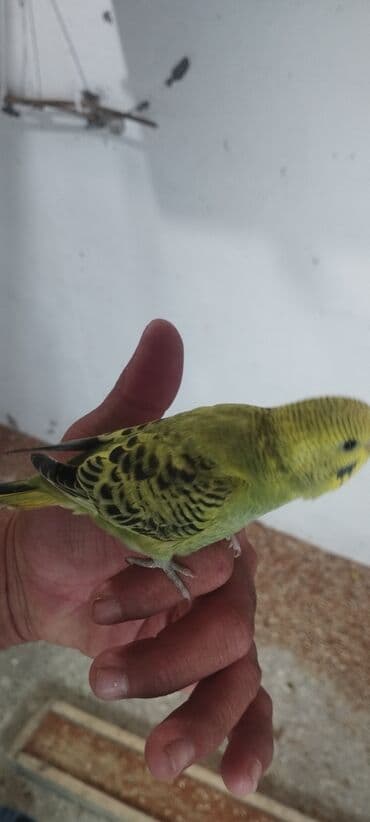 pulsuz heyvanlar verilir: Məhsul: Dalmatian və klassik rəng çeşidlərində nimfa və dalğıç (budaq) — 1