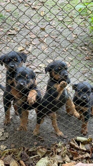 dişi quzu: Rotveyler, 2 ay, Dişi, Peyvəndli, Ünvandan götürmə — 7