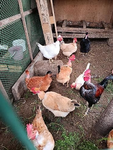 ev toyuqları: Toyuq, Yumurtalıq, Ünvandan götürmə — 4