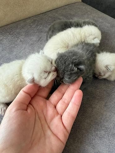 Digər heyvanlar: Təmiz qan Scottish Fold və Blue point Şinşila balalar, 7 mart — 2