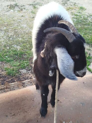 it etibarli ellere verilir: Qara-ağ rəngli buzgözlü keçi - Növ: keçi (şaxəli buynuzlu) - Rəng — 2