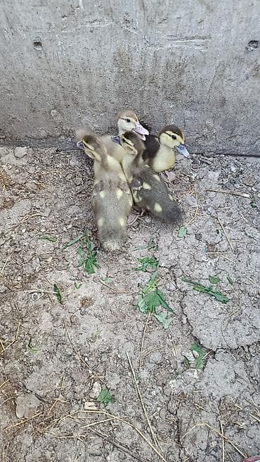 Digər quşlar: Lal ordek balalari satilir 6m 17m 22m manata ordekler var ayliga — 6