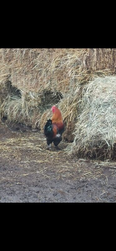 kənd çolpası: Bramadır Sağlamdır — 3