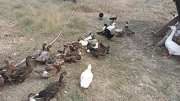 ari ailesi satisi: Ördəklər.5manatdan 25manata kimi deysiir boyuna ayına gününe yaşına — 5