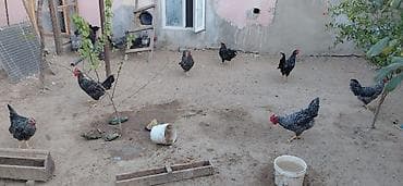 quş xana: Toyuq, Damazlıq — 2