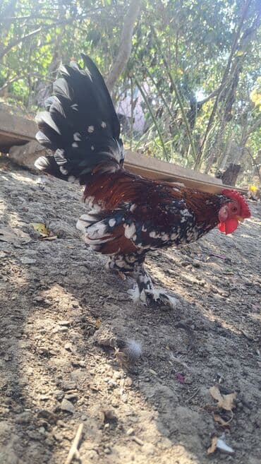 xoruz toyuq: Xoruz, il: 1, Pulsuz çatdırılma — 1