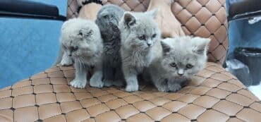 siam pişiyi qiyməti: Şotland, Erkək, Dişi, Yaxşı əllərə, Ödənişli çatdırılma — 8