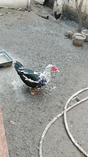 Куры: Самка, | Lal ordek, Для разведения — 3