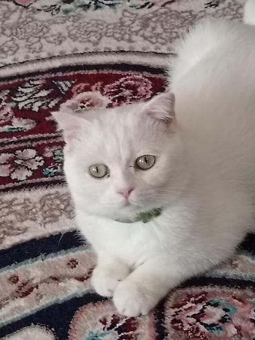 Digər heyvanlar: Şotland yastı qulaq — 6