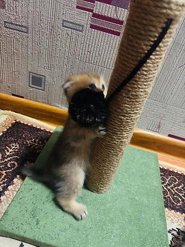 toy terrier: Pişik üçün qaşıyıcı və oyun dirəyi - Material: təbii sizal kəndir ilə — 2