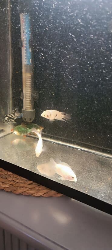 продажа аквариумных рыбок: Sülhsevər — 8