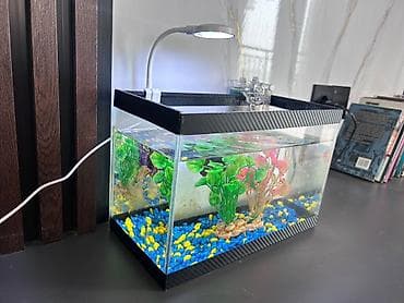 it sekisi: Masaüstü akvarium seti - Şüşə akvarium: düzbucaqlı forma, kompakt — 6