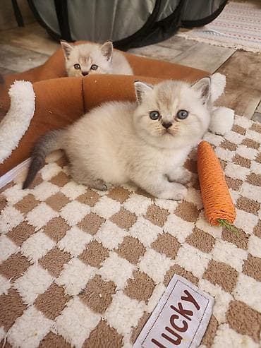 exotic shorthair: Britan — 1
