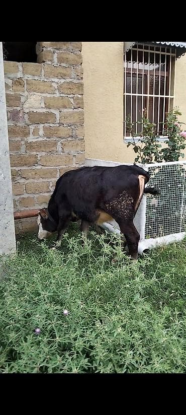 ağ at: Məhsul: 2 baş cavan mal-qara (dana) Təsvir: - Şəkillərdə 2 baş dana — 4