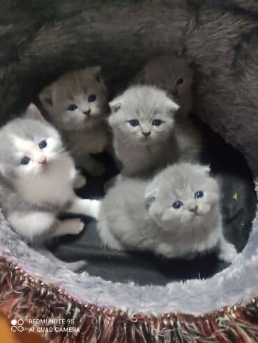 мейн кун купить в баку: Şotland, Erkək, Dişi, Ünvandan götürmə — 2