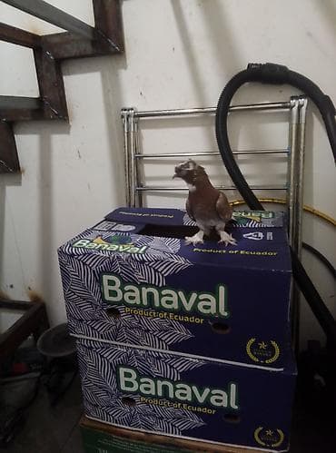 susar qusu: 2 qusdu başladılar 12 13 tikdilər 2si 25 manatdır — 3