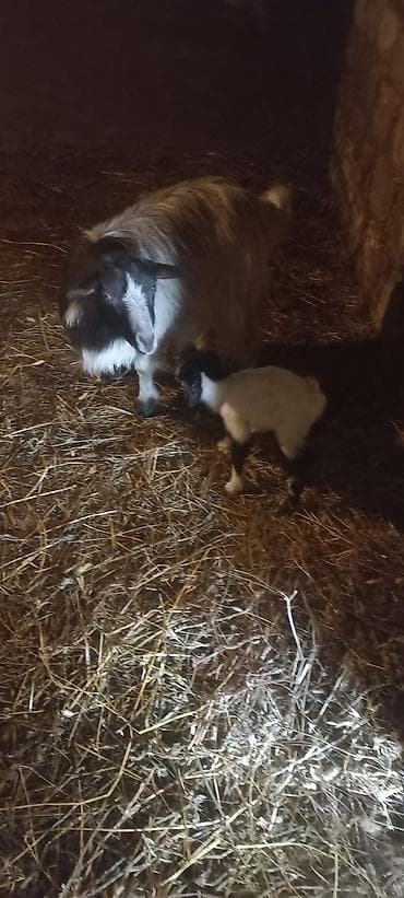 K/t heyvanları və malları: Satış üçün: Qoyun-quzu və buzovlar - Ana qoyun balası ilə birlikdə — 2