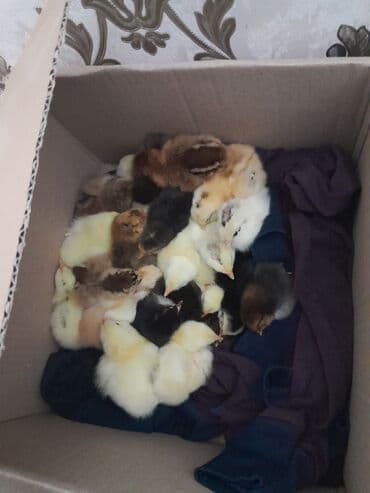 ördək balası və cücə: Toyuq cücələri, Ətlik — 1