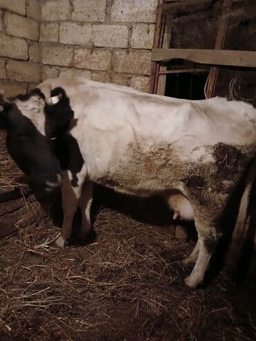 Süd istiqamətli inək - Cins: Alaca (qara-ağ rəngli) - Məhsuldarlıq
