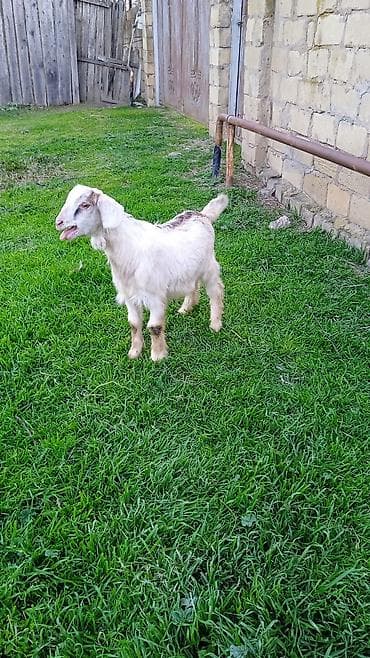 heyvan per page 40: Salam helebler erkeydiler — 5