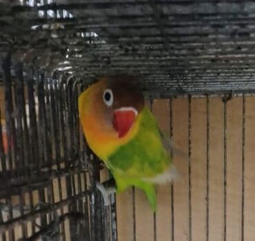 Tutuquşları: Фишара и неразлучники Продажа в Баку Кому интересно звоните и пишите — 3