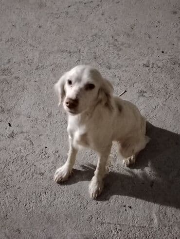 ag itler: Ov itləri – İngilis Setteri (ağ rəngdə) - Cins: İngilis setteri (ov — 4