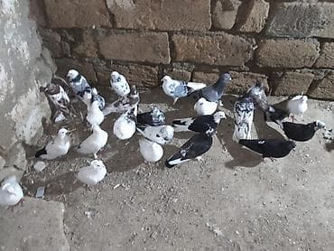 ley quşu: Məhsul: Ev göyərçinləri dəsti Təsvir: - Qarışıq rənglərdə və — 5