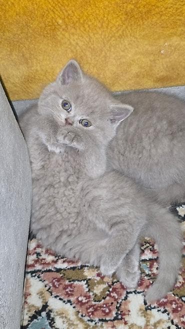 heyvan sahiblendirme: Şotland yastı qulaq — 6